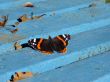 Butterfly on blue bench