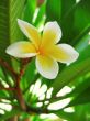 Plumeria blossom