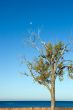 Tree and Daytime Moon