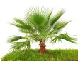 Palm tree on green grass isolated