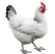 White hen isolated