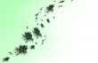 Flower background