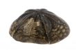 Fossil