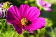 Busy Bee on a Cosmos Flower