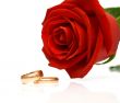 rings and red rose