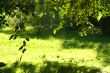 green forest background / spring or summer day