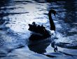 The black swan / blue tone