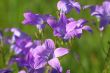 Wild Bluebells