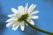 Blue sky daisy