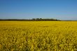 Canola Field under Blue Sky