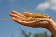 Rye ears in hand