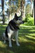 East European Shepherd