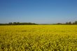 Canola Field under Blue Sky