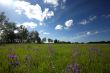 Bluebells under the sky