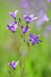 Bluebells