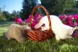 Three kittens in a basket