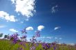 Bluebells under the sky
