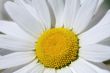 Sunny daisy