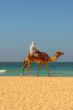 Camels, desert and ocean