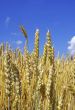 wheat and sky