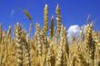 wheat and sky