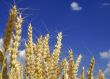 wheat and sky