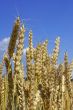 wheat and sky