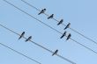 Singing swallows on wires