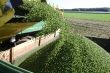 Harvesting pies
