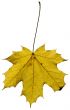 Yellow Maple leaf isolated on white