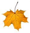 Maple leaf isolated on white