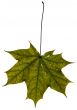 Maple leaf isolated on white