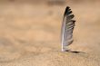 Seagull feather in beach