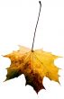 Maple leaf isolated on white