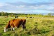 Cows on the meadows