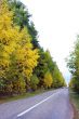 Autumn road.