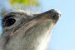 Portrait of an ostrich