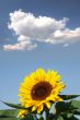 Sunflower with bee in front of a cloud