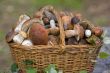 basket, full of fresh autumn mushrooms.