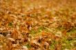 leaves of oak