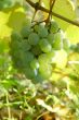 white grape cluster