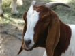 Close up of goat