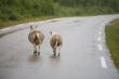 Two sheeps