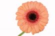 gerbera