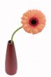 gerbera