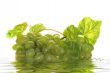 Green grape cluster with leaves on a white background