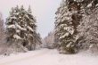 Winter forest