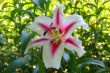 Graceful lonely tropical flower in foliage