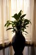 Greater floor vase with a flower in a lobby