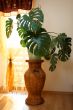 House plant in a woven pot